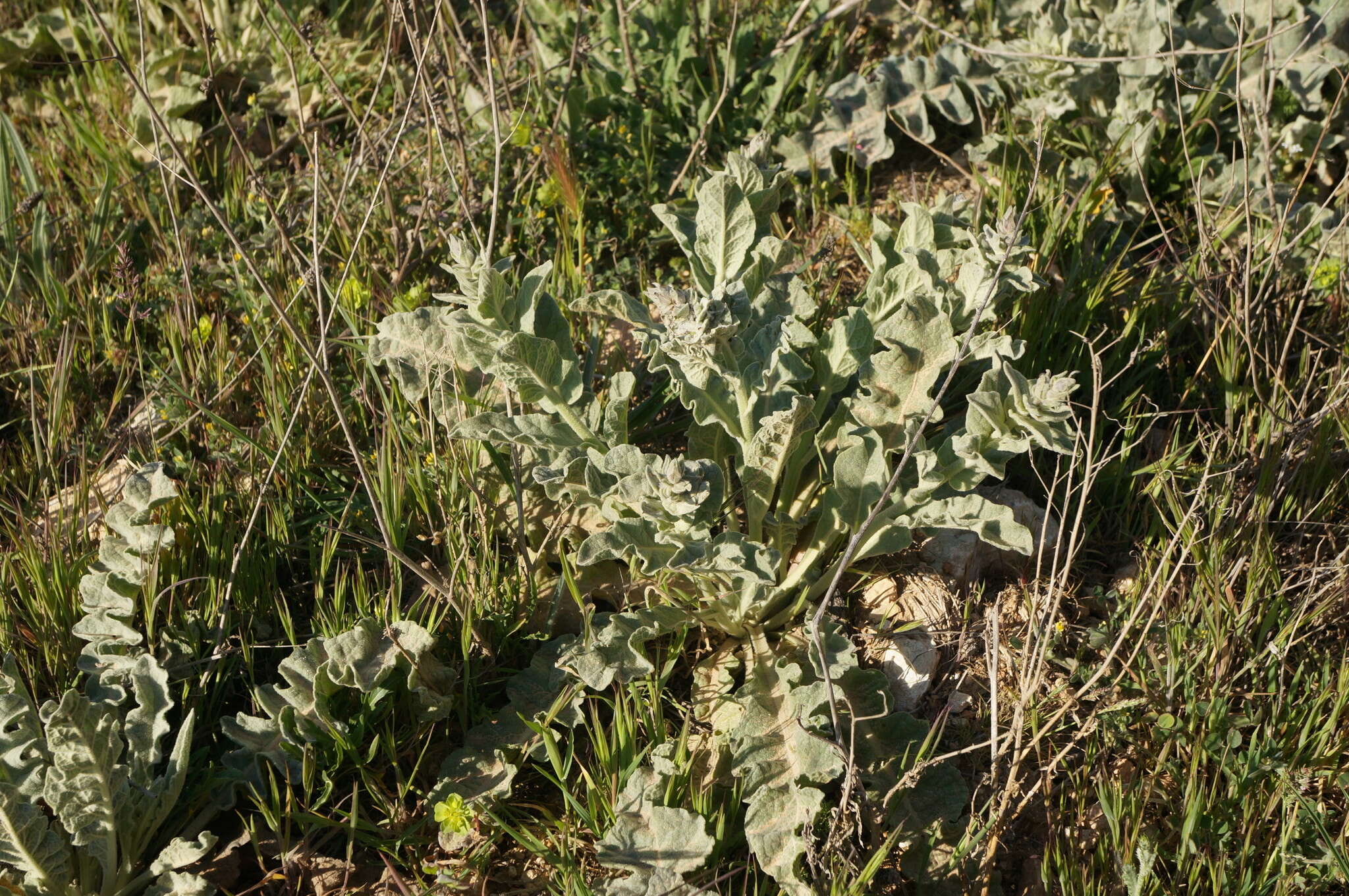 Image of Verbascum undulatum Lam.