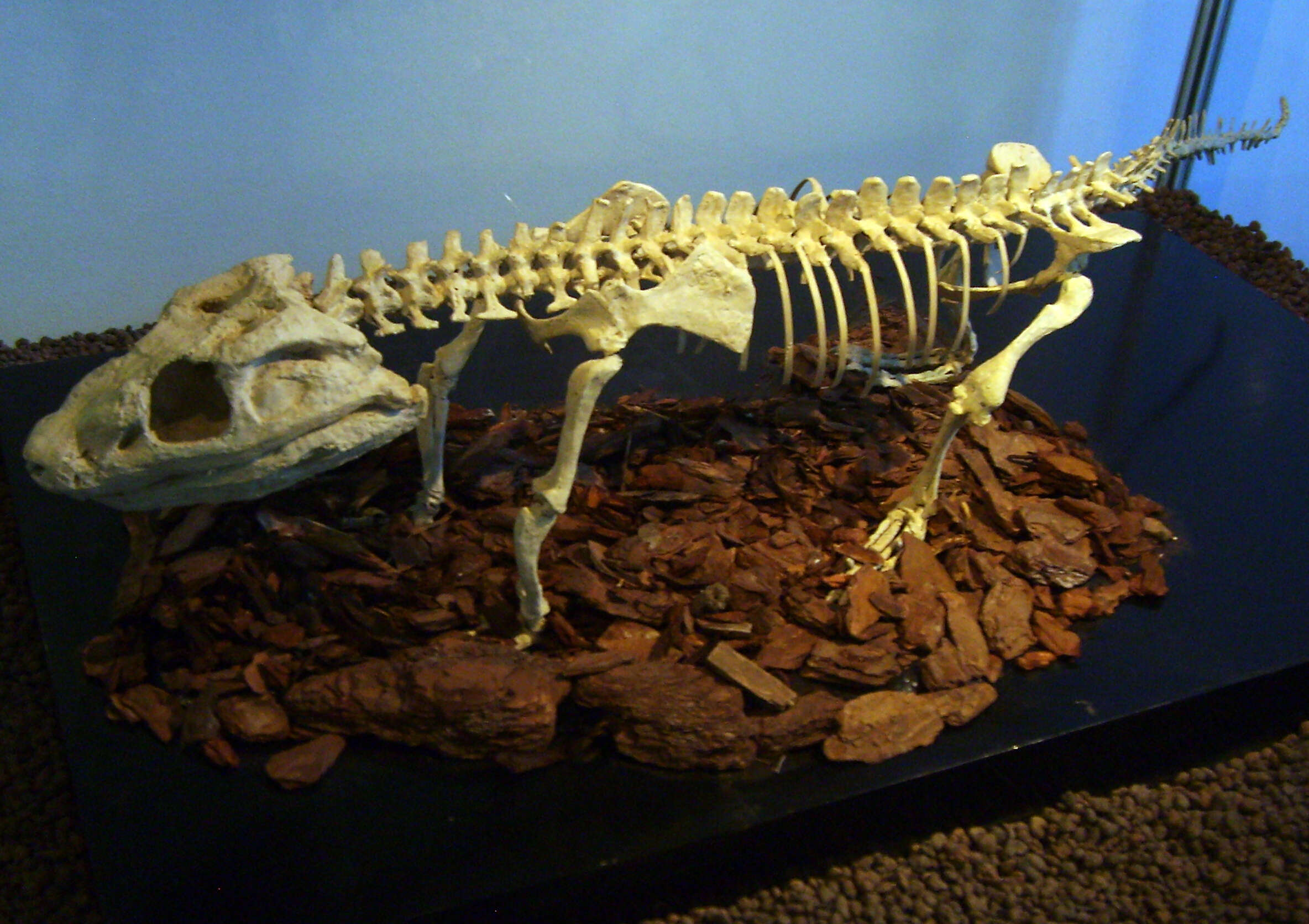 Image of Comahuesuchus