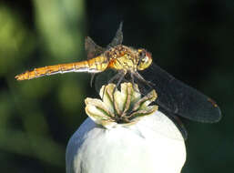 Image of Ruddy Darter