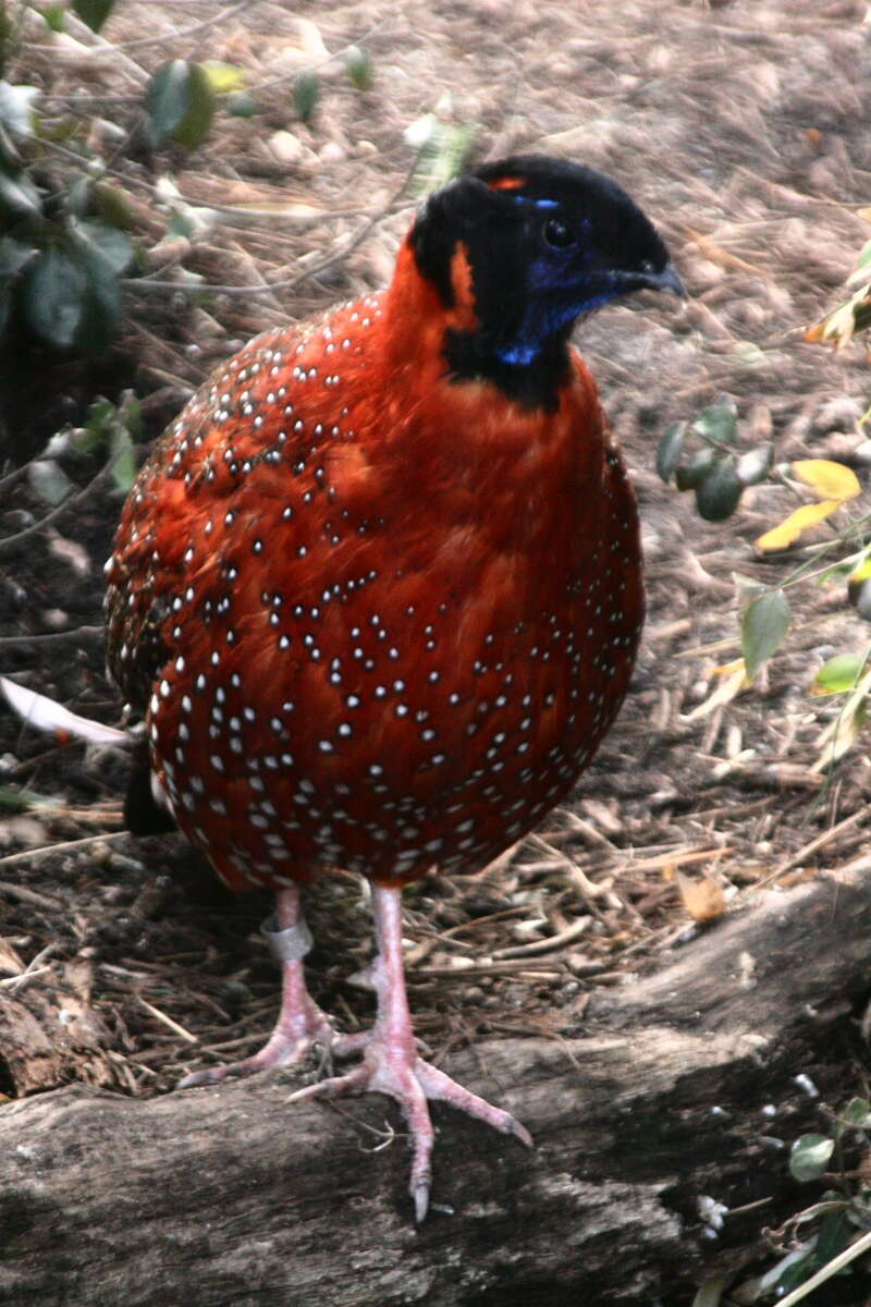 Image of Crimson Horned-pheasant