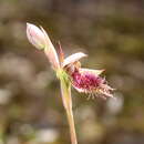 Image de Calochilus uliginosus D. L. Jones