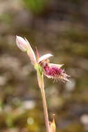 Image of Calochilus uliginosus D. L. Jones