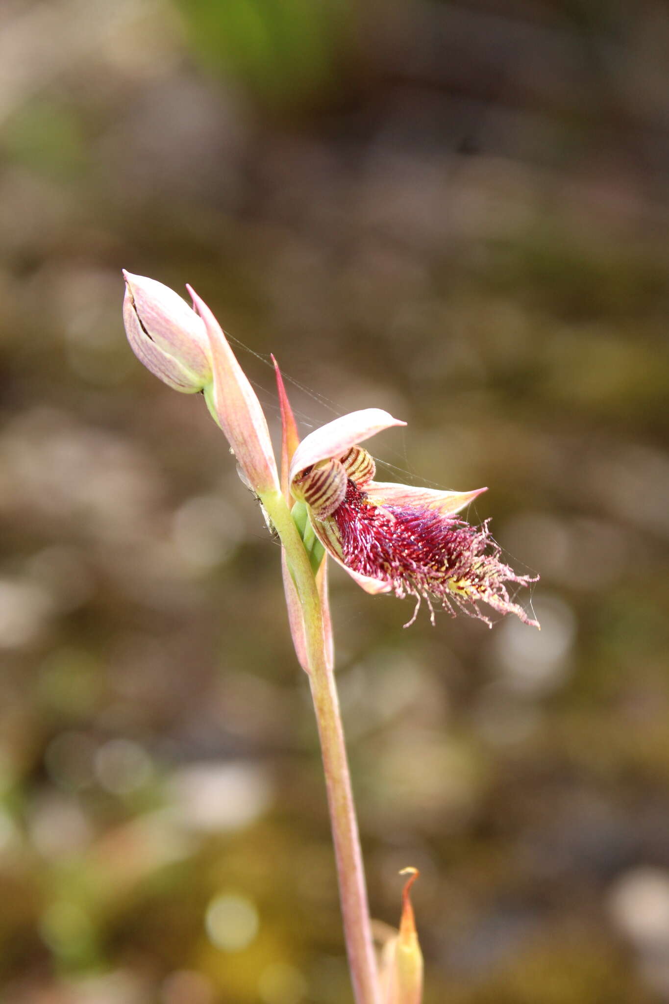 Calochilus uliginosus D. L. Jones的圖片