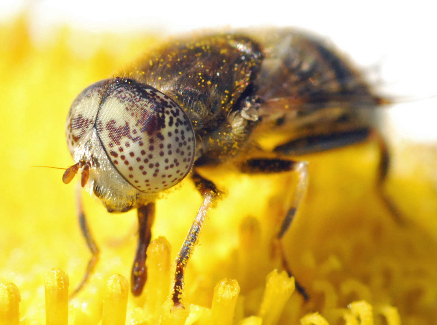 صورة Eristalinus aeneus (Scopoli 1763)