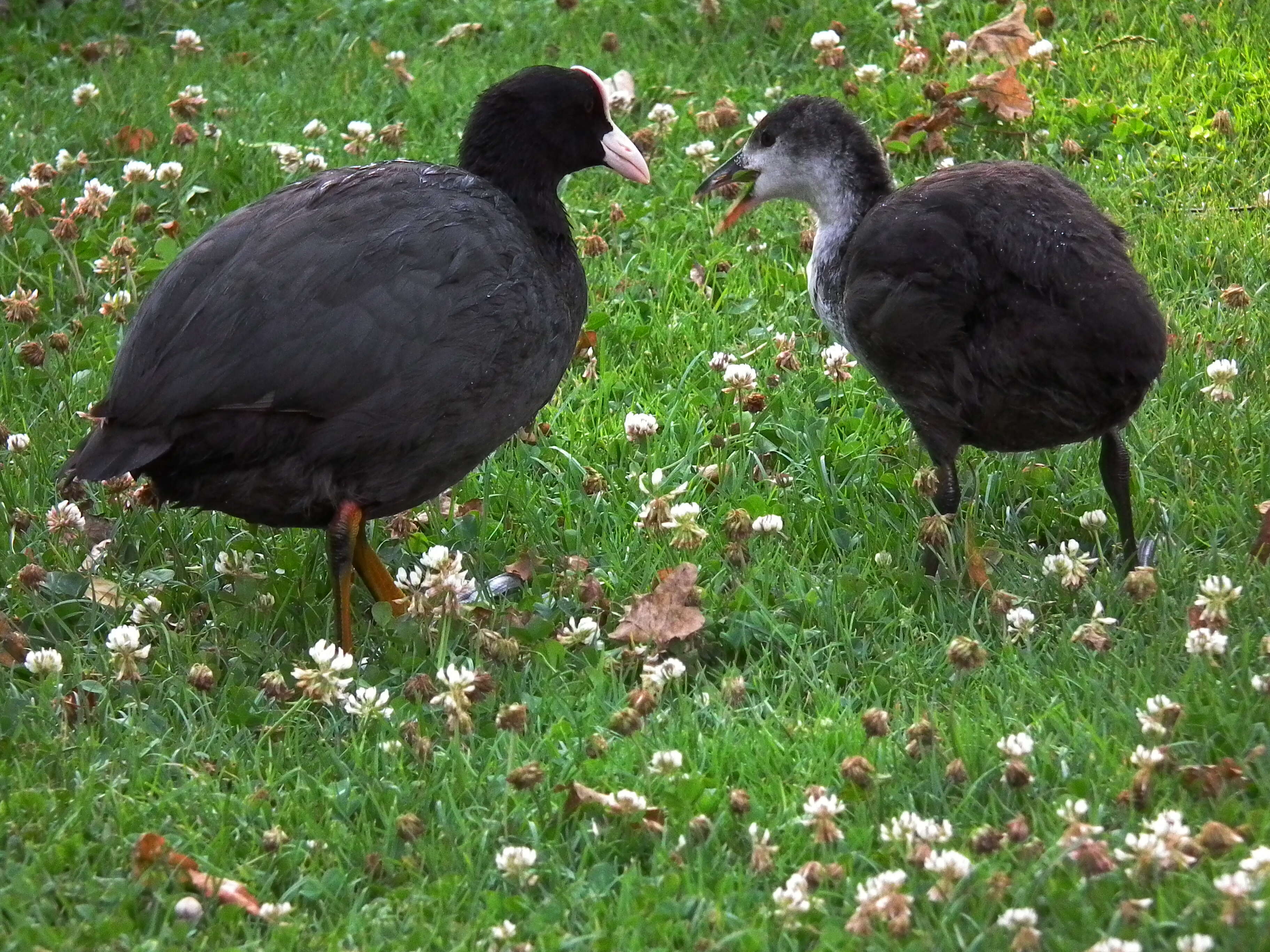 Image of Common Coot