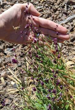 Image of bristly jewelflower