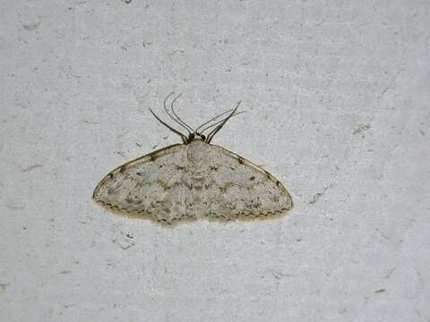 Image of Idaea albitorquata Püngeler 1909