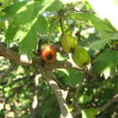 Image of Calycine Hawthorn