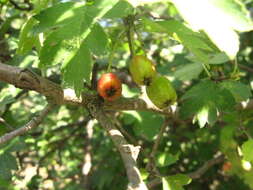 Слика од Crataegus rhipidophylla Gand.