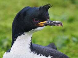 Image of Auckland Shag