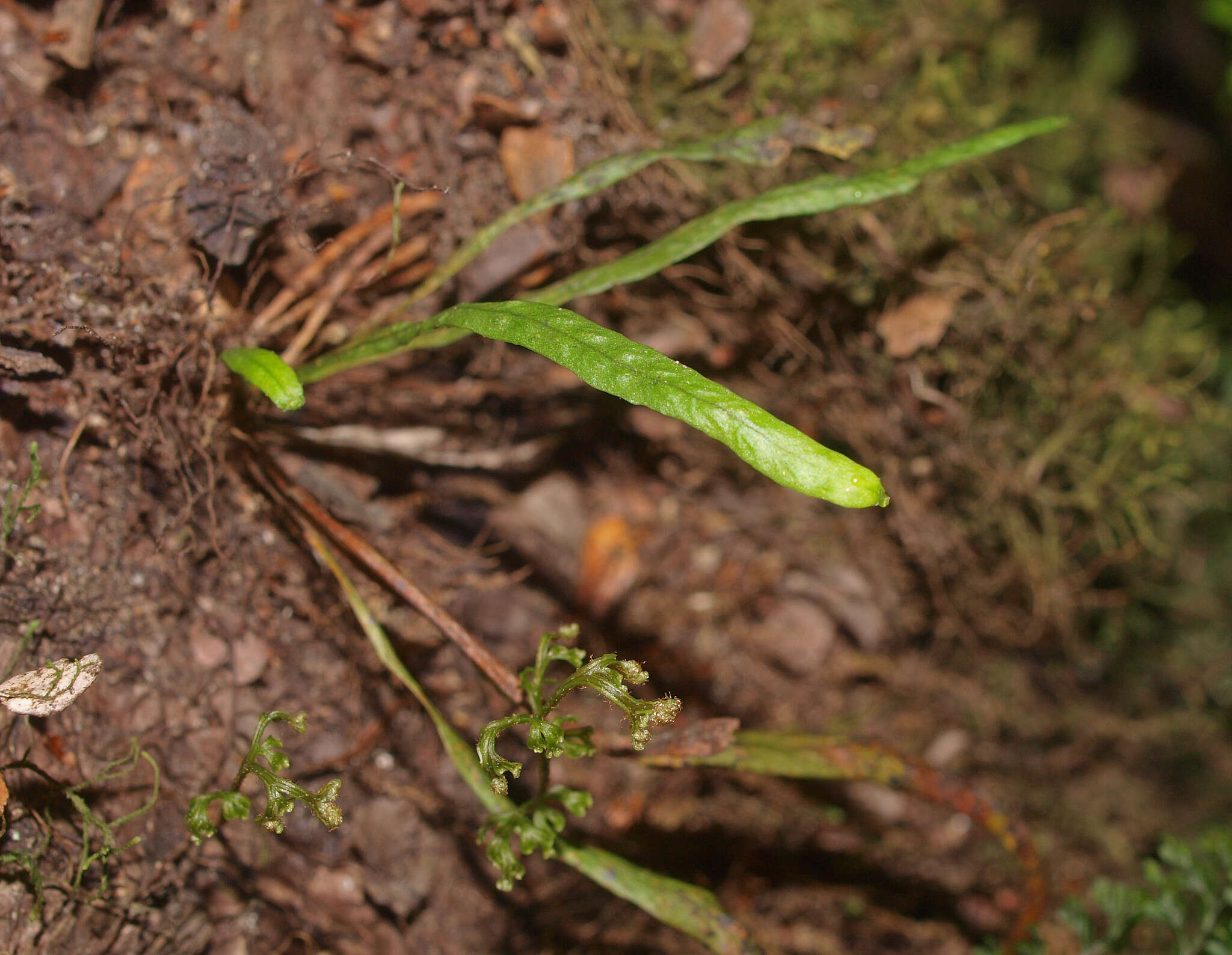 Notogrammitis angustifolia (Jacq.) Parris的圖片