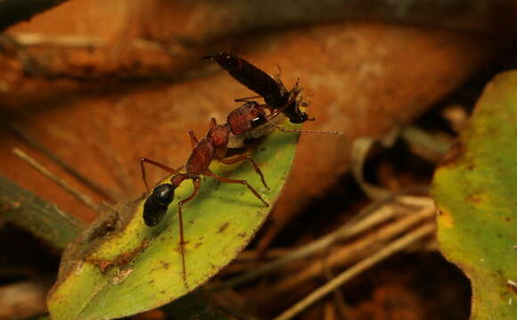 Harpegnathos saltator (Jerdon 1851) resmi