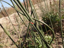 Juncus balticus subsp. littoralis (Engelm.) Snogerup的圖片