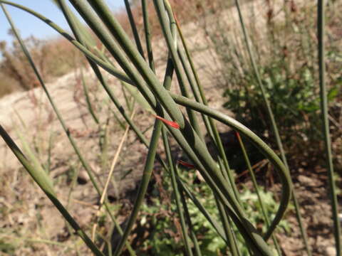 Image de Juncus balticus subsp. littoralis (Engelm.) Snogerup