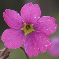 Primula parryi A. Gray resmi