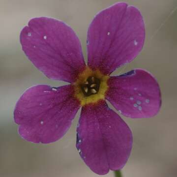 Primula parryi A. Gray resmi