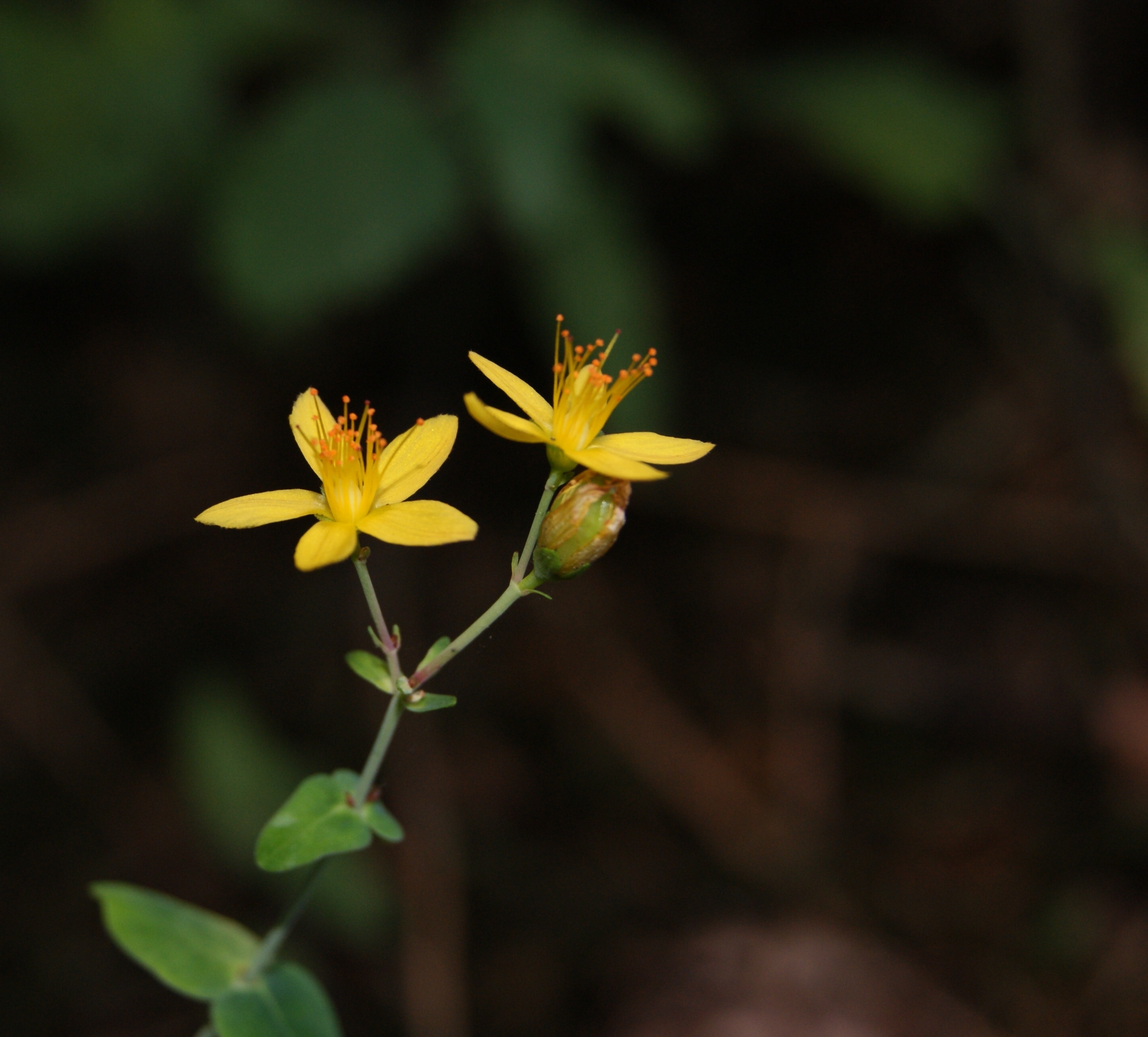 Hypericum pulchrum (rights holder: Danny S.)