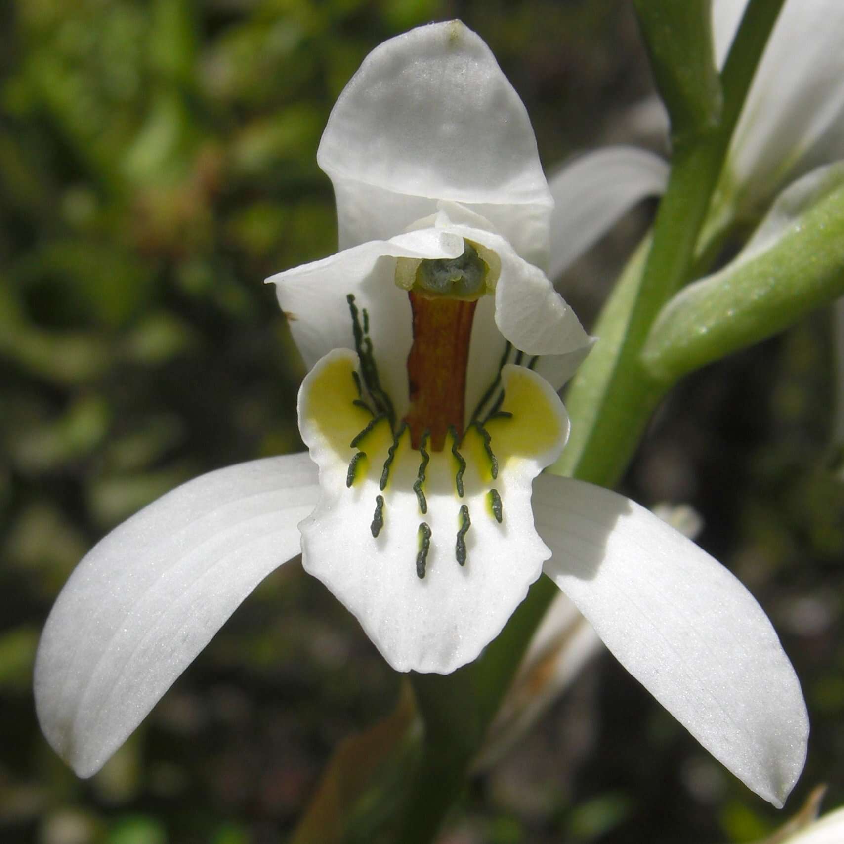 Plancia ëd Chloraea