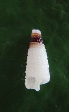 Image of Aclophoropsis univitta (Laseron 1954)
