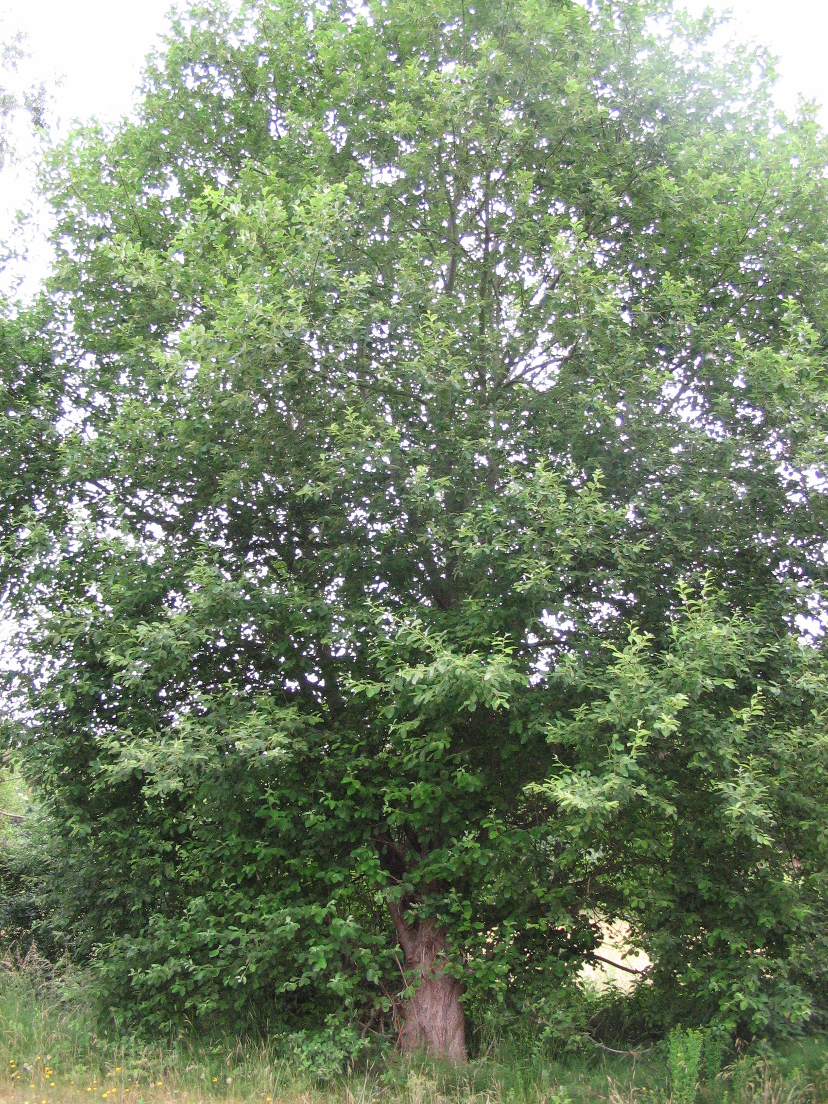Salix aurita (rights holder: )