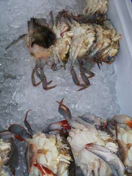 Image of blue crab