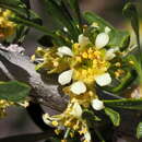 Imagem de Prunus fasciculata subsp. fasciculata