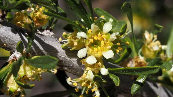 Imagem de Prunus fasciculata subsp. fasciculata