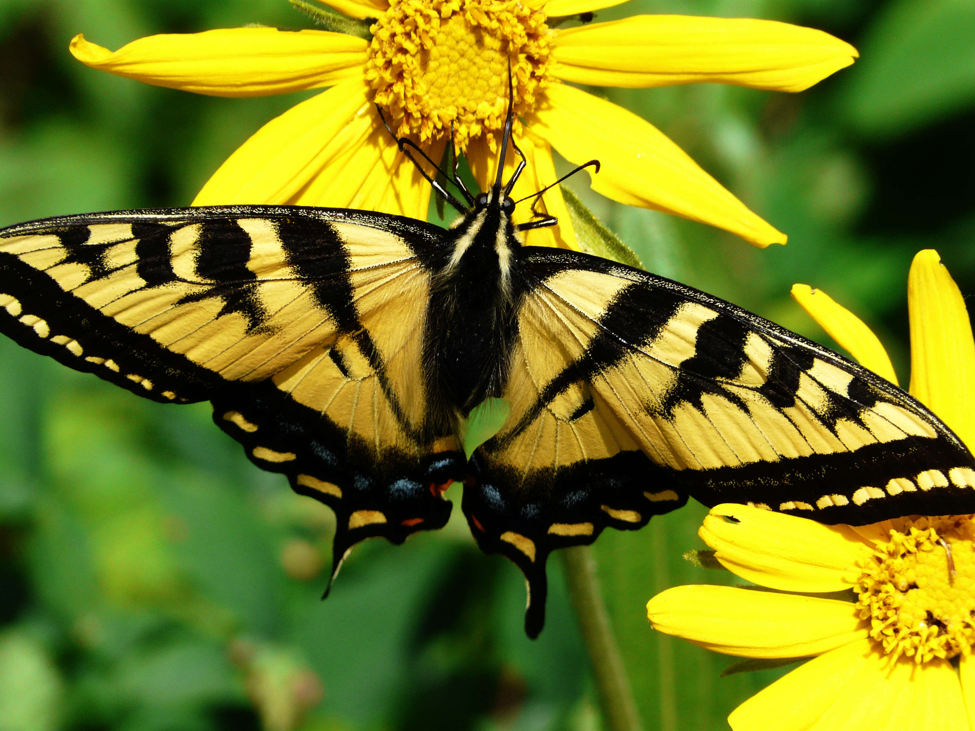 صورة Papilio rutulus Lucas 1852