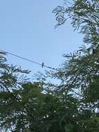 Image of Puerto Rican Flycatcher