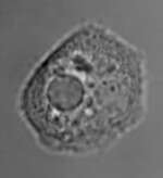 Image of Dictyostelium Brefeld 1870