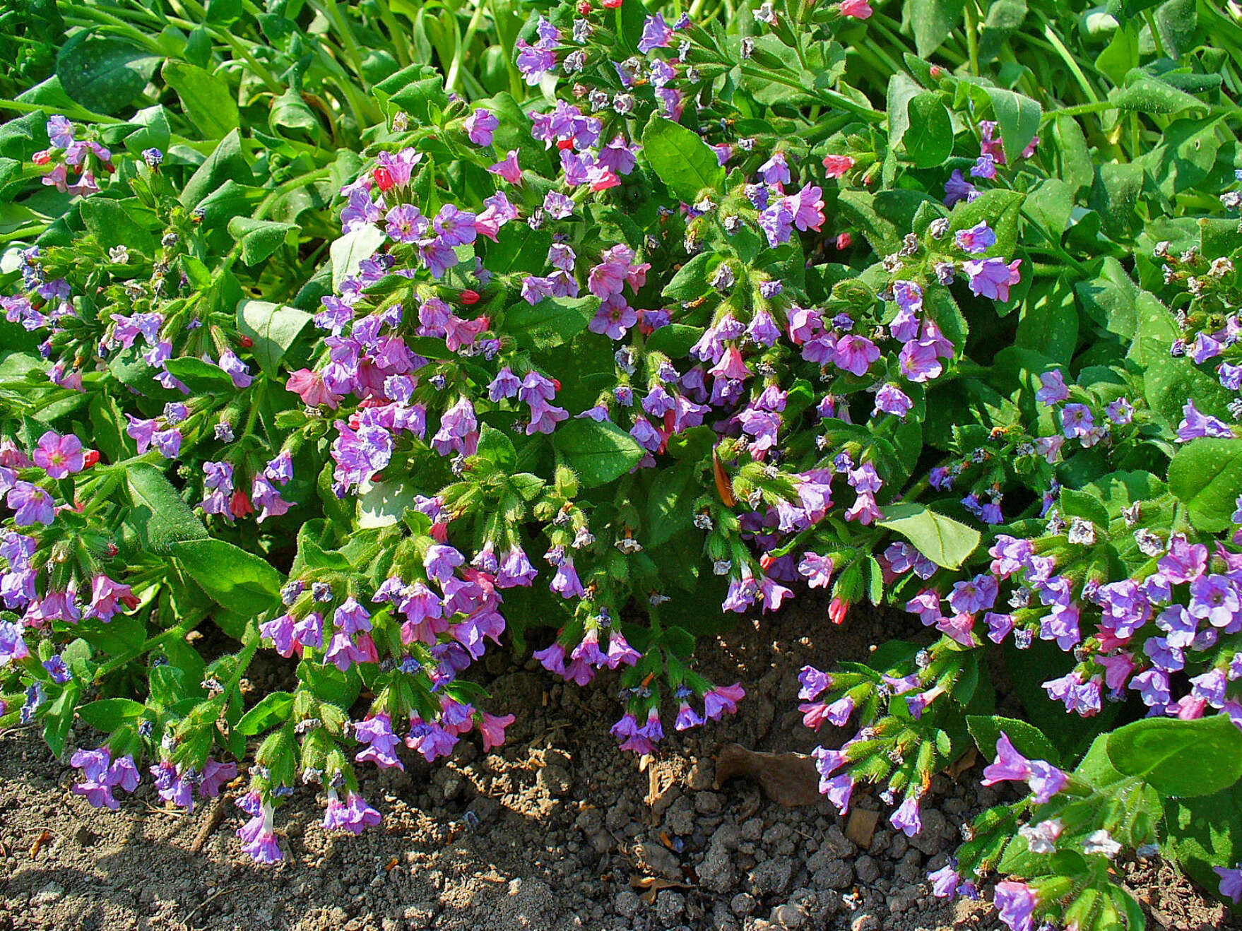 Image of Lungwort