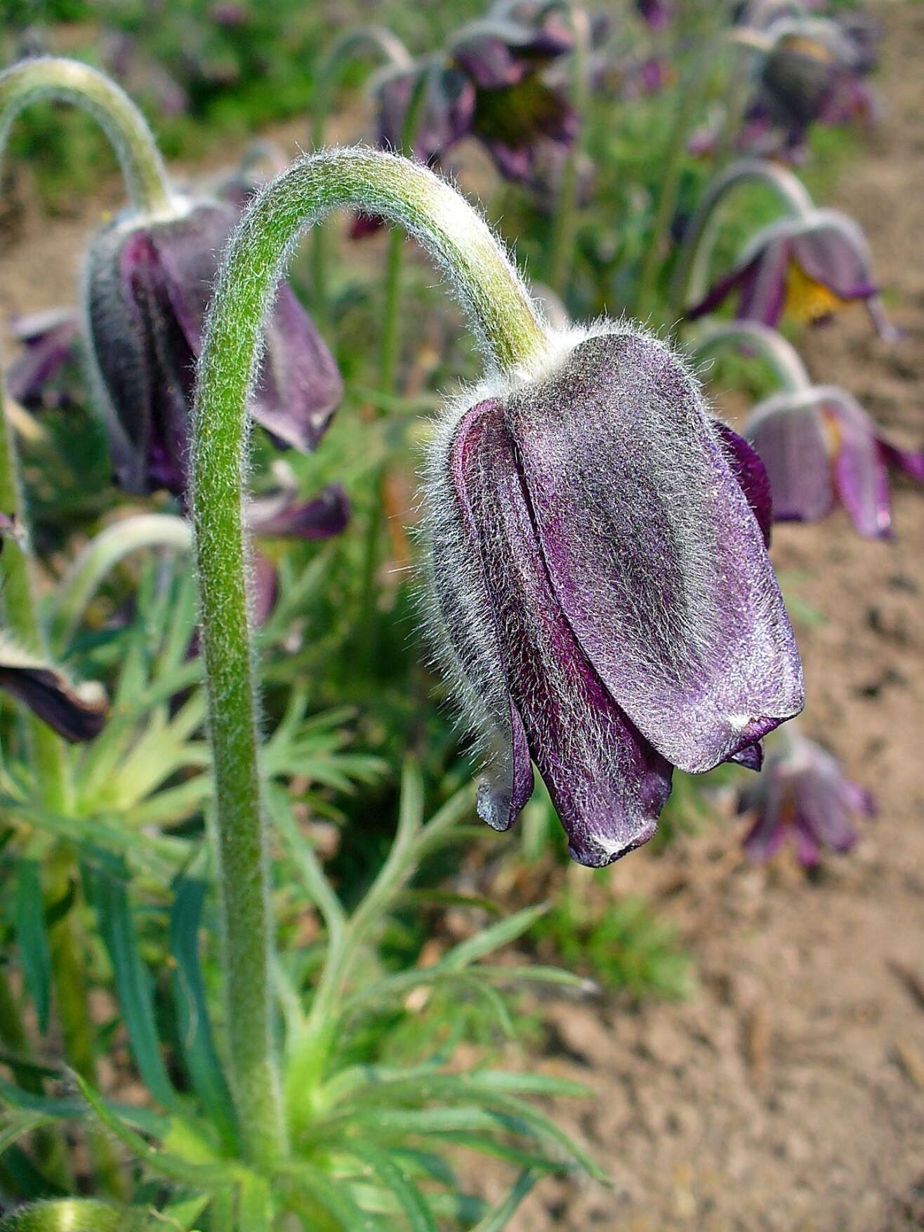 Image of Small Pasque Flower