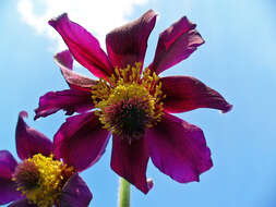 Image of Small Pasque Flower