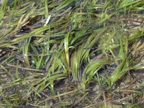 Image of Zostera novazelandica Setch.