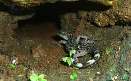 Image of Khasi Hills bent-toed Gecko