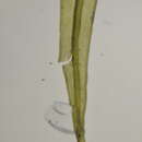 Imagem de <i>Racomitrium macounii</i> subsp. <i>alpinum</i> (E. Lawton) Frisvoll