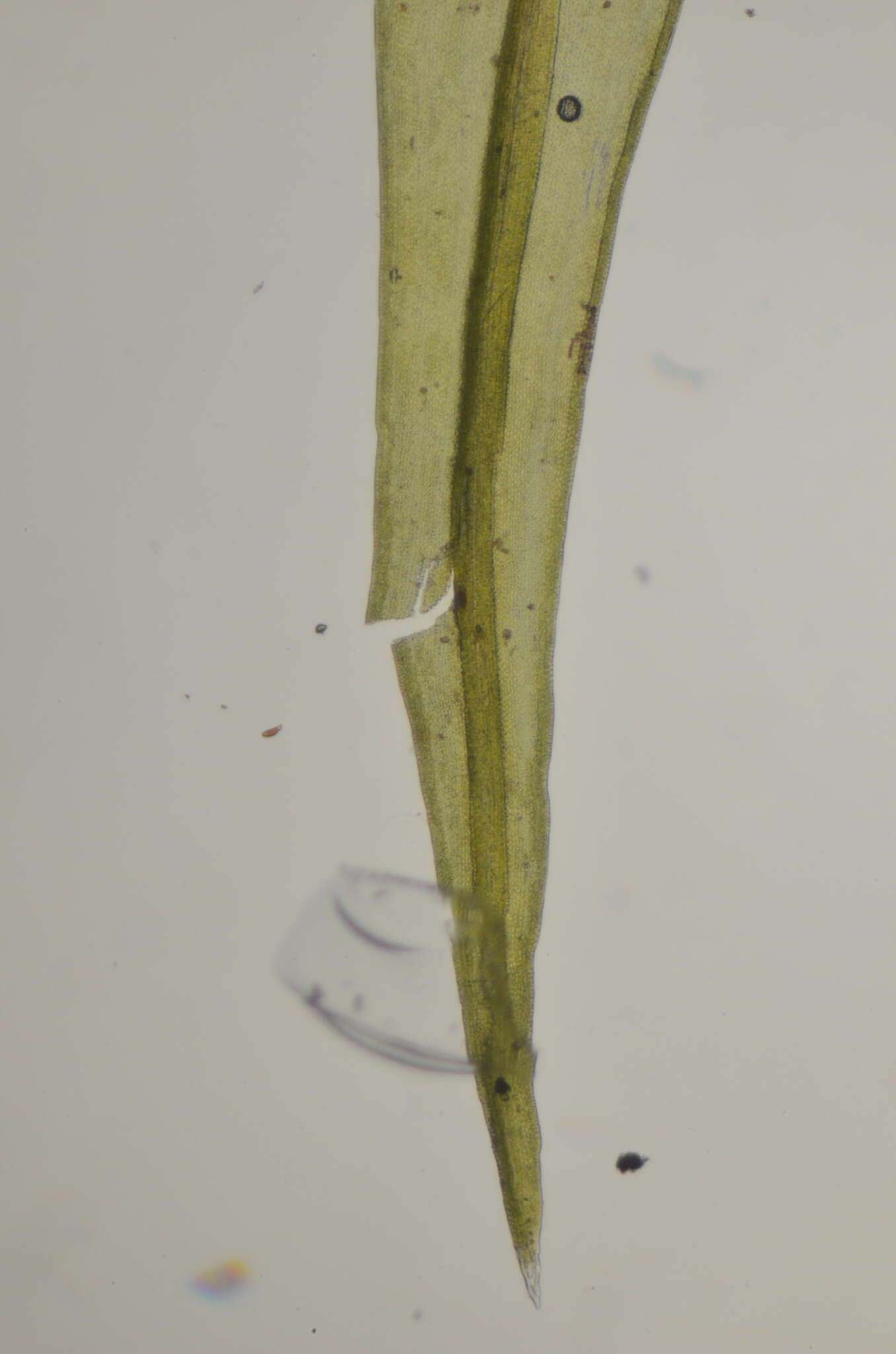 Image of <i>Racomitrium macounii</i> subsp. <i>alpinum</i> (E. Lawton) Frisvoll