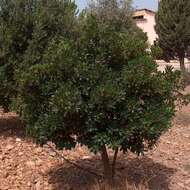 Image of strawberry tree