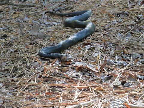 Imagem de Coluber constrictor constrictor Linnaeus 1758