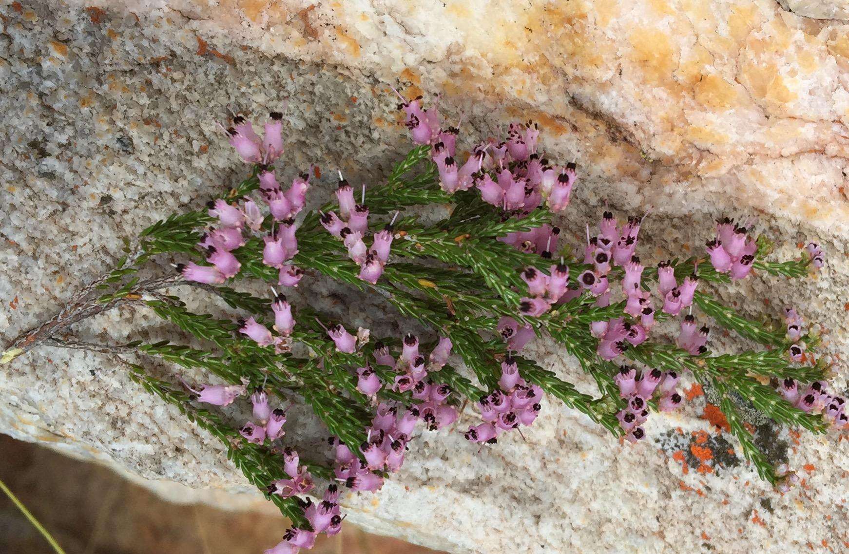 Image of Erica demissa var. demissa