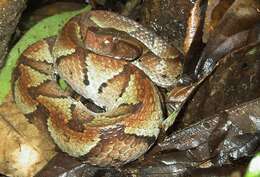 Image of Bothrocophias hyoprora (Amaral 1935)