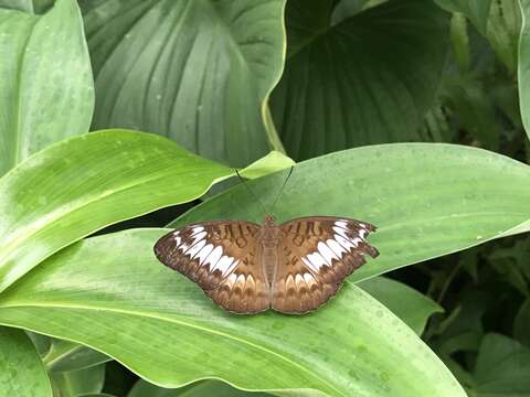 Tanaecia pelea Fabricius 1787 resmi