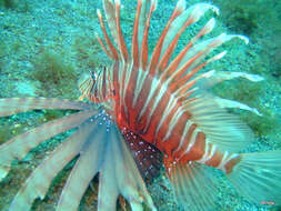 Image of Russell's lionfish