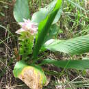 Imagem de Curcuma australasica Hook. fil.