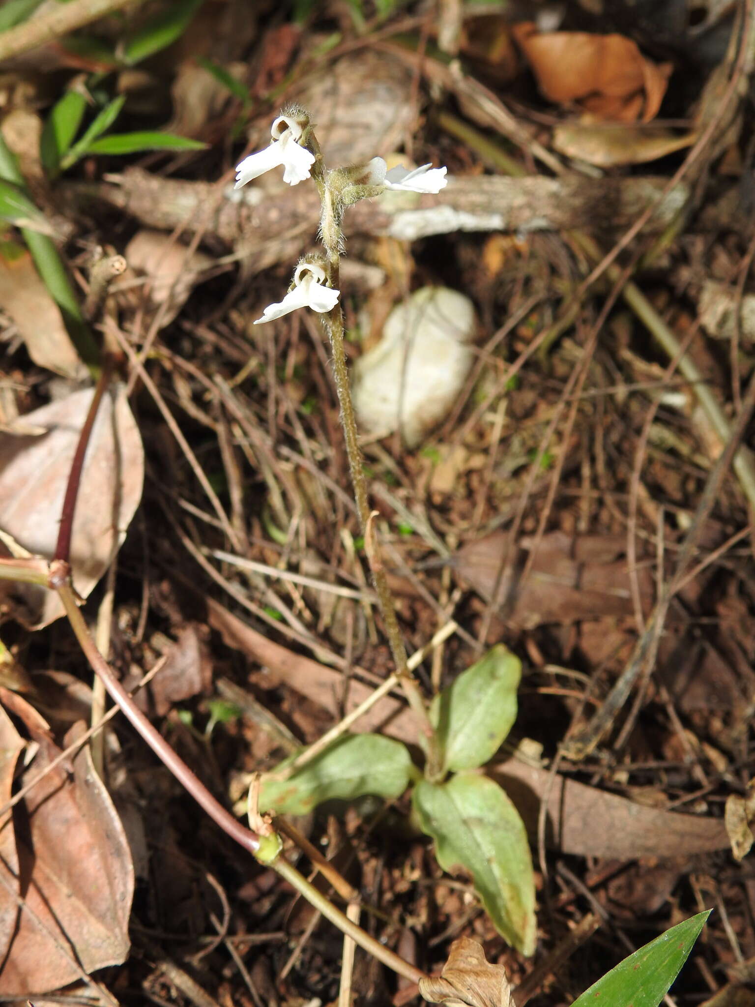 Image of Zeuxine longilabris (Lindl.) Trimen