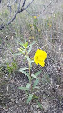 Image de Oenothera tubicula Gray