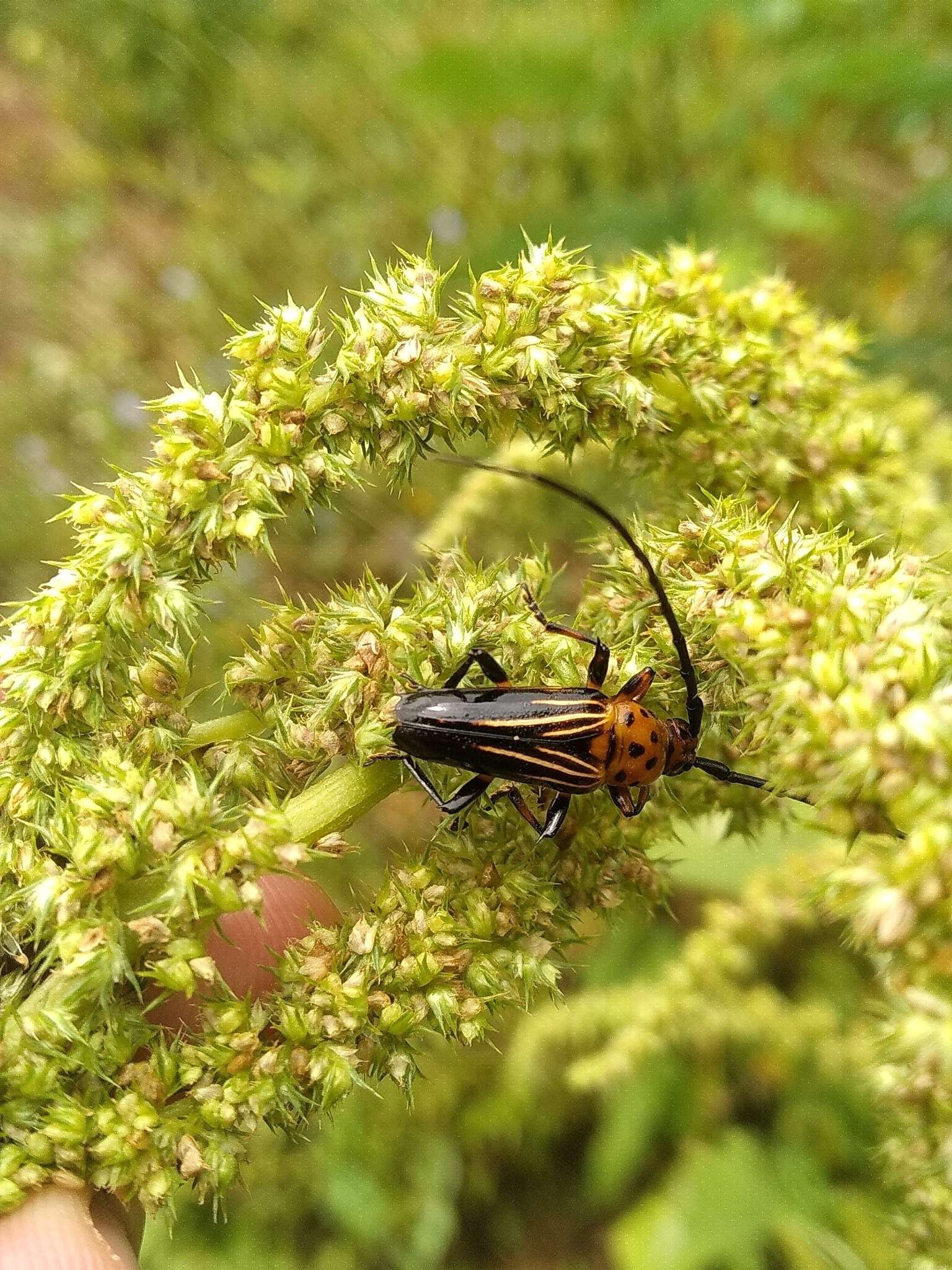 Imagem de Oxymerus aculeatus Dupont 1838