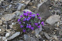 Image of locoweed