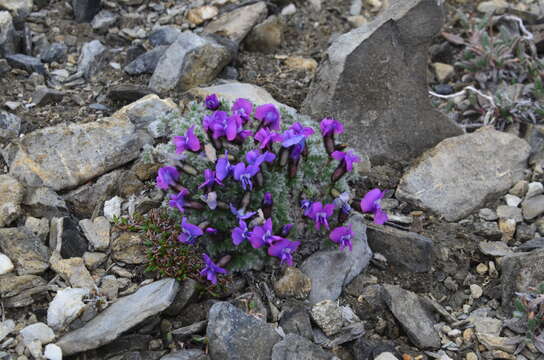 Imagem de Oxytropis nigrescens var. uniflora (Hook.) Barneby