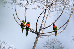 صورة Trichoglossus haematodus deplanchii Verreaux, J & Des Murs 1860